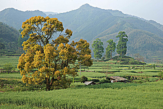 soi cầu kép