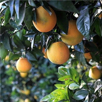 đề 1 ăn 99