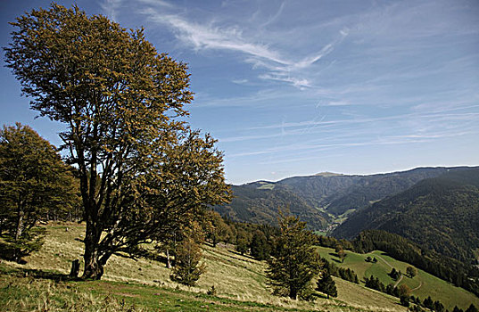 du doan kqxs rong bach kim