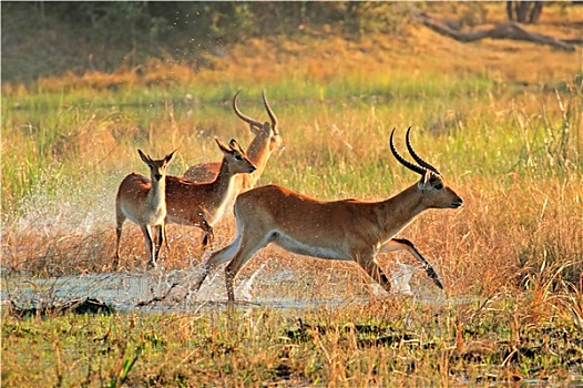 soi bạch thủ